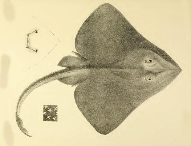gnther_1887_raja isotrachys.jpg